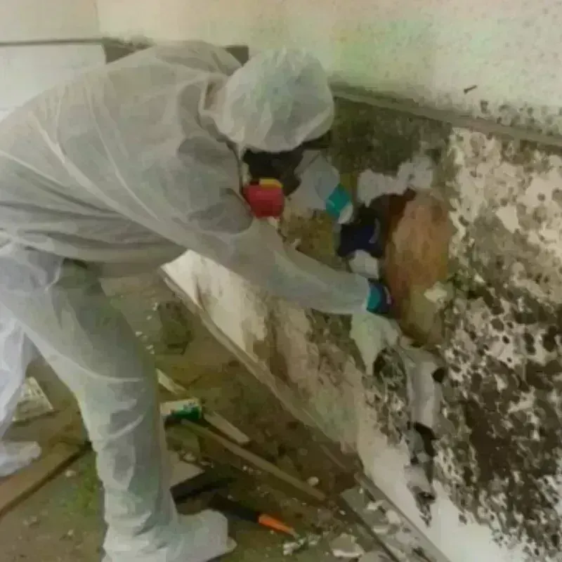 Mold Remediation and Removal in Walker, LA